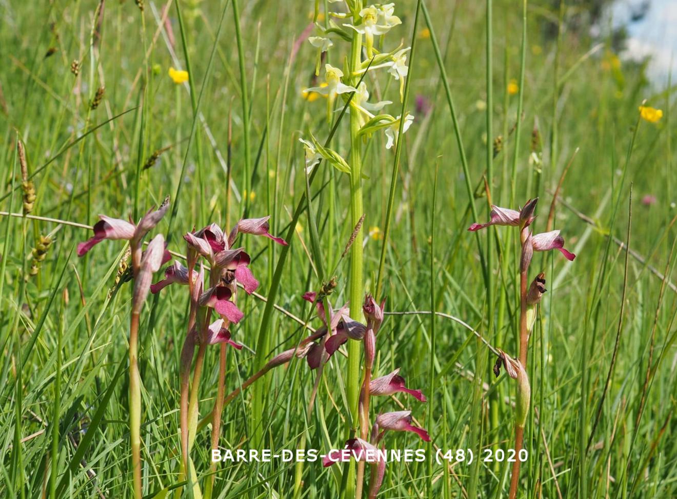 Orchid, Tongue